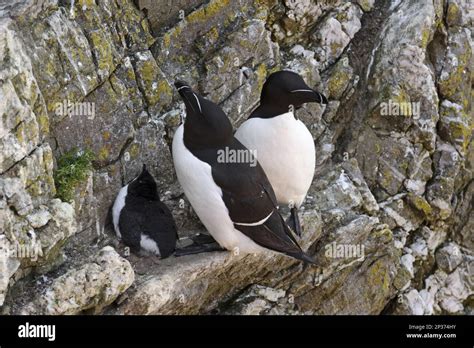 Razorbill Alca Torda Adult Pair Breeding Plumage With Chicks On