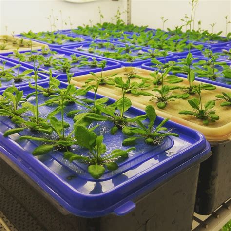 hydroponic cannabis grow growing cannabis hydroponically  beginners