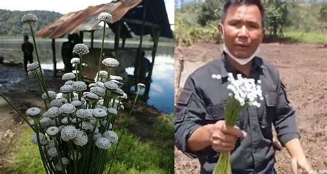 Dedi Mulyadi Dampingi Petani Bunga Rawa Edelweis Ranca Upas Dia Bukan