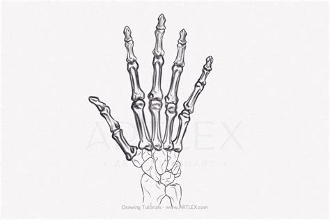 How To Draw A Skeleton Hand A Step By Step Art Tutorial Artlex