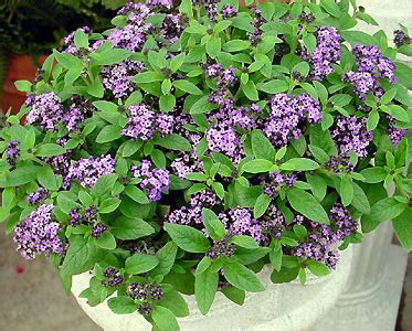 Heliotrope - Heliotropium spp. - Calyx Flowers, Inc