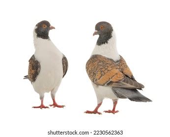 Two German Modena Pigeon Isolated On Stock Photo 2230562363 | Shutterstock