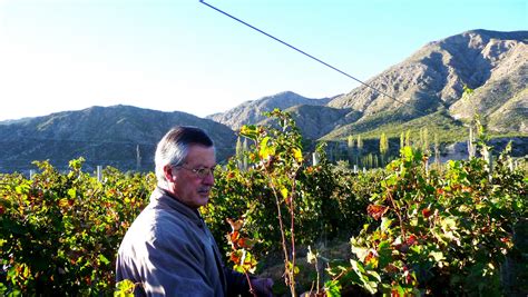 A Beber Se Ha Dicho Mil Vientos Cabernet Sauvignon Gran Oro