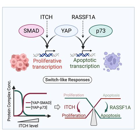 Integrative Modeling And Analysis Of Signaling Crosstalk Reveal