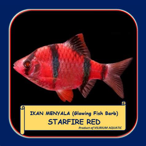 Jual Ikan Hias Air Tawar Glowing Fish Barb Starfire Red Merah