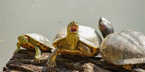 10 Arti Mimpi Kura Kura Dipercaya Sebagai Simbol Hidup Yang Lebih