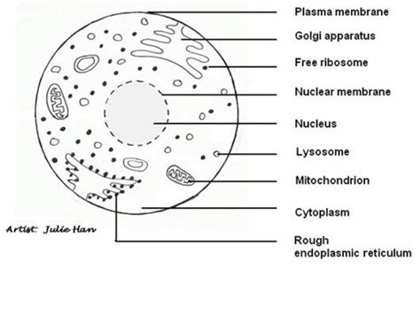 Reproduction Of Sex Cells Ppt Download