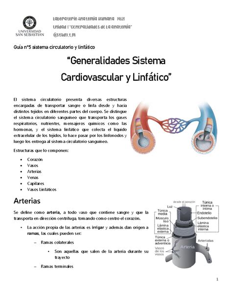 Sistema Circulatorio Unidad Generalidades De La Anatom A Study T