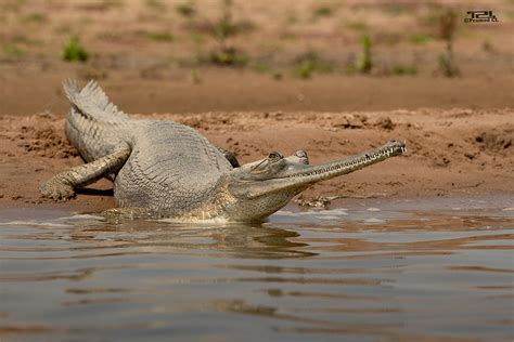 Chambal Wildlife Sanctuary - Wildusk