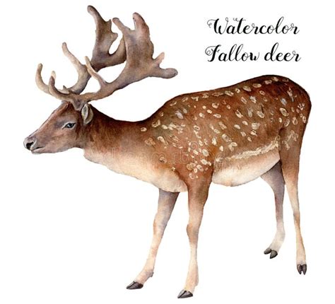 Fallow Deer Stock Illustrations 1561 Fallow Deer Stock Illustrations