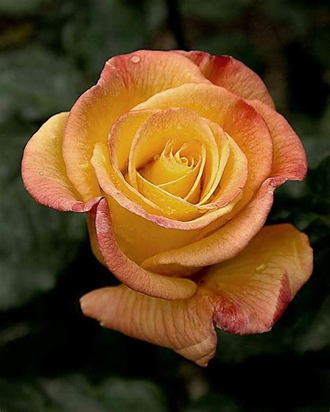 A Yellow And Red Rose With Green Leaves In The Background