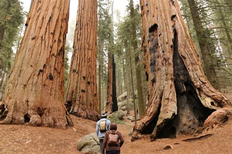 Sequoia and Kings Canyon National Park - tripswithvanda