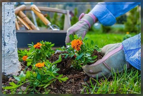 Marigold Flowers: Care and Growing Guide - AAAK