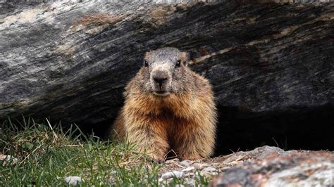 Giorno Della Marmotta Le Previsioni Di Phil Sull Inverno