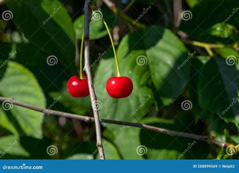 Close Up Of Red Cherries Growing On A Cherry Tree Stock Image Image