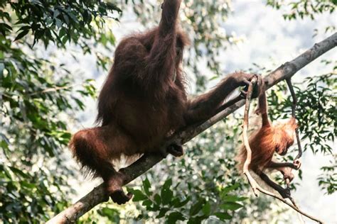 Visiting Gunung Leuser National Park: What You Need To know!