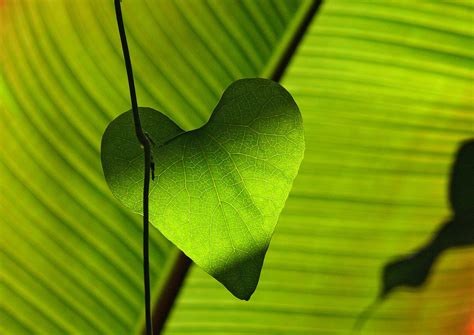 1366x768 Wallpaper Green Heart Shape Leaf Plant Peakpx