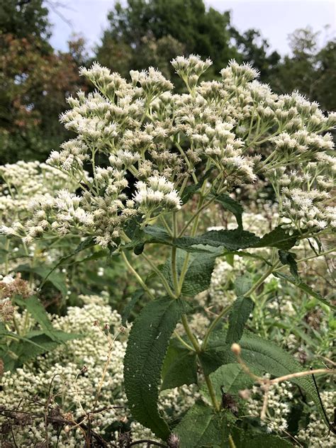 Wisconsin Wildflower | Common Boneset | Eupatorium perfoliatum