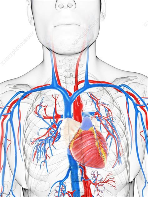 Cardiovascular System Artwork Stock Image F005 5250 Science