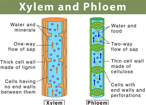 15 Difference Between Xylem And Phloem Cbse Class Notes Online