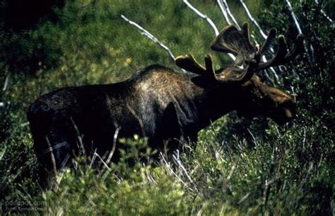 picture moose feeding lake