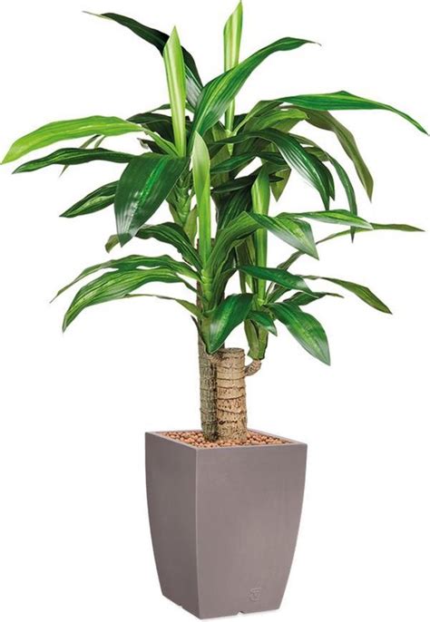 Htt Kunstplant Dracaena Fragans In Genesis Vierkant Taupe H Cm Bol