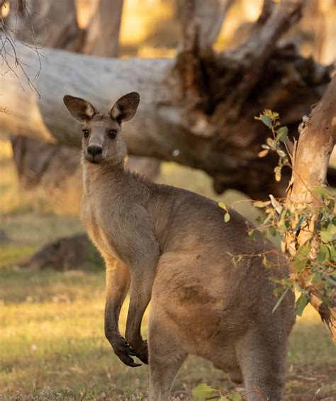 Eastern Grey Kangaroo Warby Ovens National Park Victoria Flickr