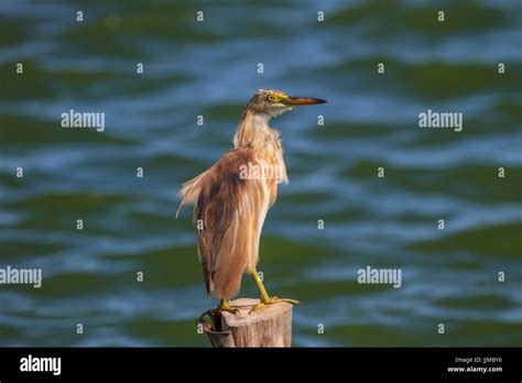 Chinese Pond Heron In The Nature Thailand Stock Photo Alamy