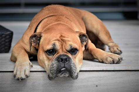 Malnourishment In Dogs Signs And Symptoms Canna Pet®