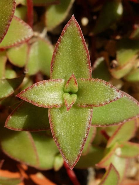 Crassula Pellucida Subsp Brachypetala World Of Succulents