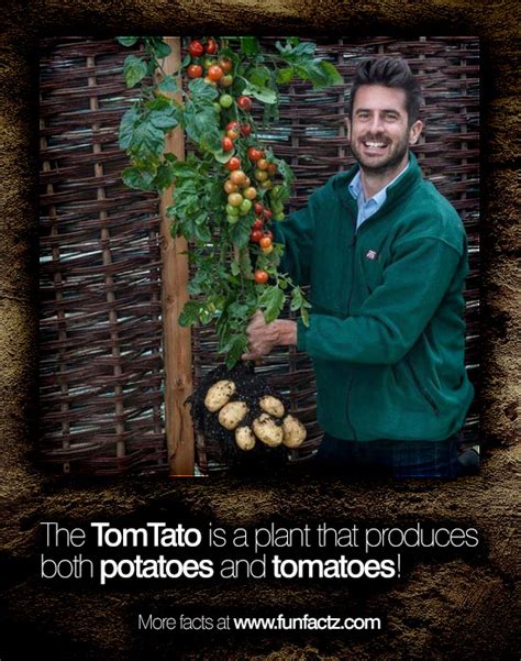 The Tomtato Is A Plant That Produces Both Potatoes And Tomatoes