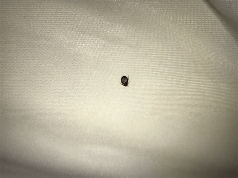 How Do I Know I Have Bed Bugs