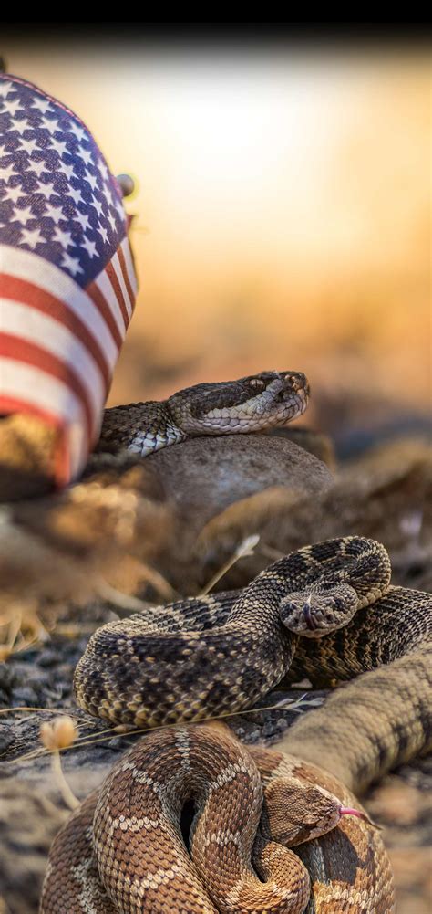 Rattlesnake Mobile - Placer Snake Removal | Rattlesnake Removal