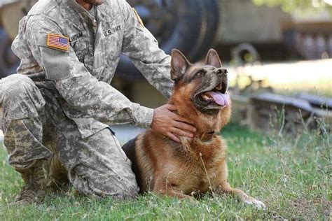 Military Dog Names - 50+ Awesome Name Options