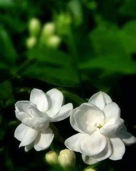 茉莉花這樣養掌握這4個原則葉子翠綠一整年花開滿盆 每日頭條