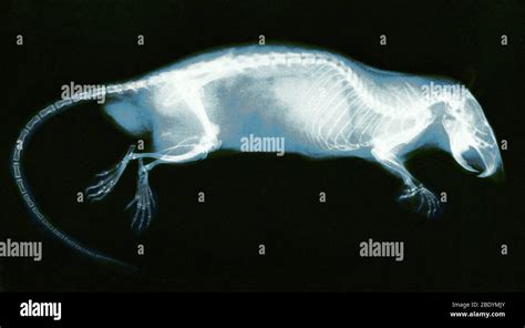 Rat X Ray 1896 Stock Photo Alamy