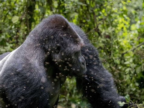 Kahuzi Biega National Park | Mustseespots.com