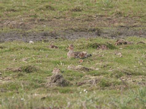 Natuurboeken De Fenolijn En Alle Overige Onderwerpen Vroege Vogels