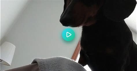 Hungry Dachshund Album On Imgur