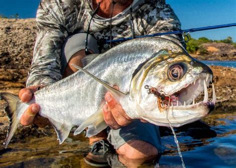 Payara Fish - The Amazon's Vampire Fish - FishOnTips