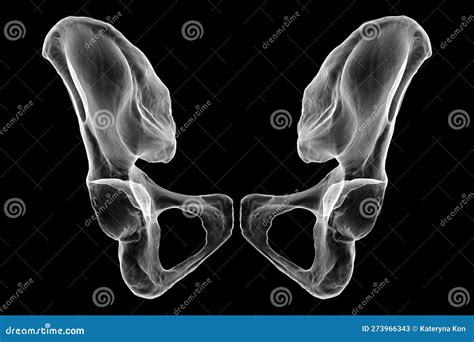 Anatomy Of The Coxal Bones Showcasing Their Intricate Details And