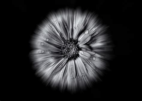 Backyard Flowers In Black And White No Flow Version P Sters