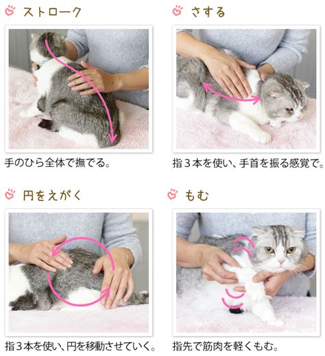 猫が撫でられるとうれしいポイントと絆を深めるコミュニケーション術 ペット用品の通販サイト ペピイ（peppy）