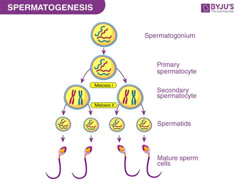 Outline The Stages Of Spermatogenesis