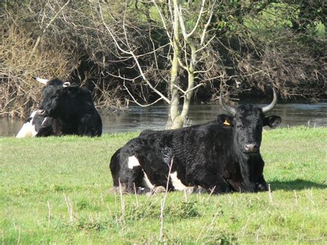 Shetland Cattle Oklahoma State University