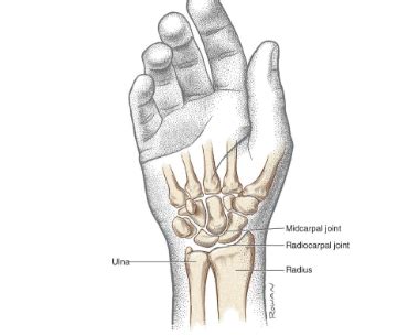 Wrist and Hand Anatomy Bones, Neuro, Arteries Flashcards | Quizlet