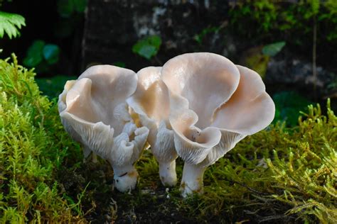 Pleurotus Pulmonarius Summer Oyster Mushroom While They Us Flickr