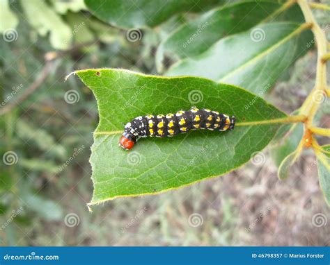 Black Caterpillar With Yellow Spots And Red Head On Leaf In Swaziland