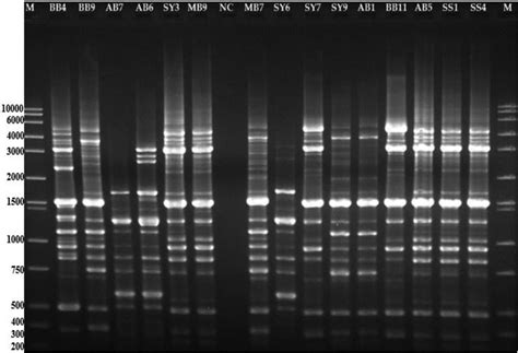 Profile Of Fingerprinting Of Bacillus Isolated From Atti K Bikalga