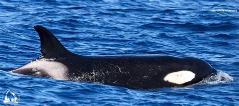 Terrific Toothed Whales - Naturaliste Charters